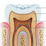 De qué están hechos los dientes Bibiloni Tribó